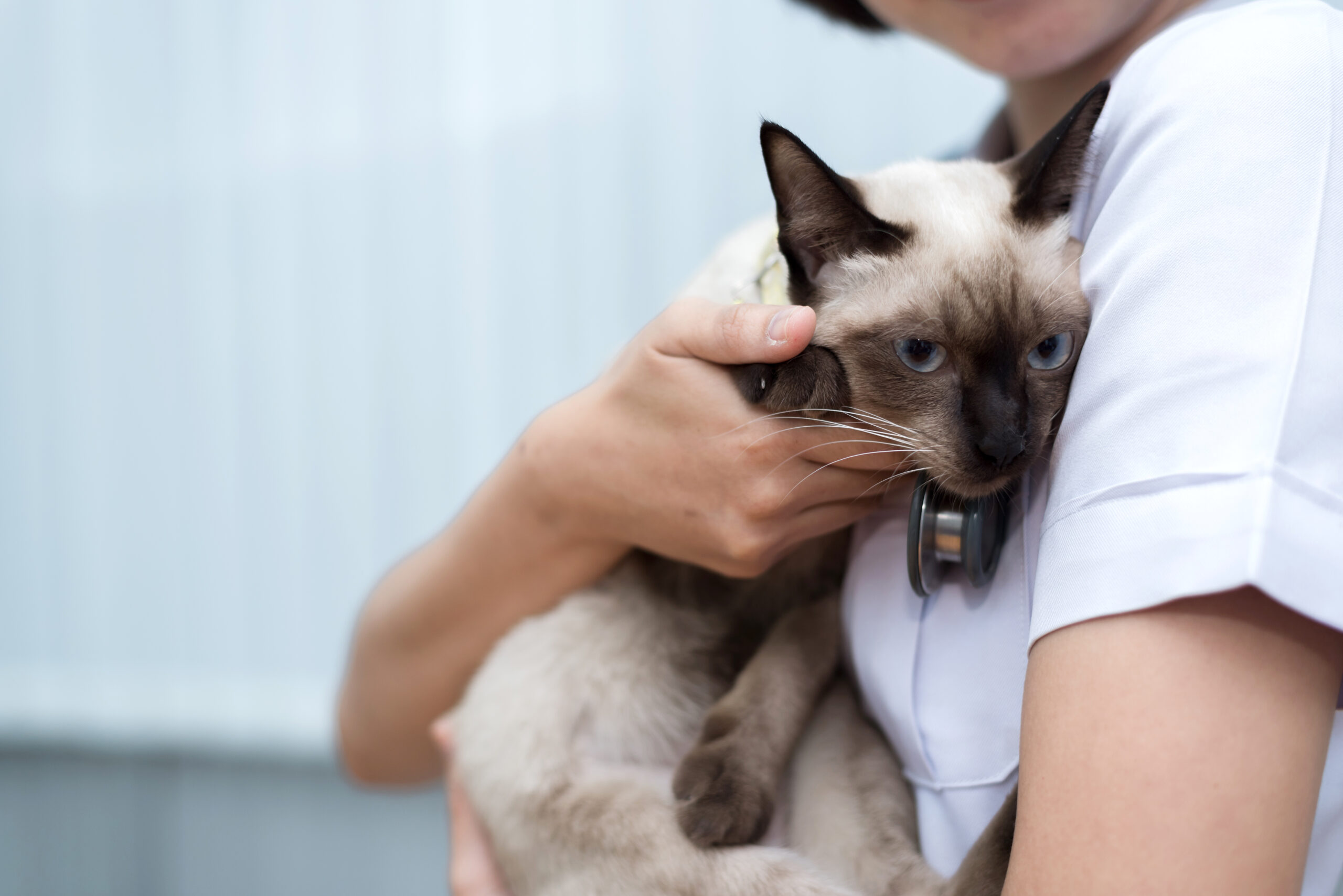 imagen home page vinateros2 gatito abrazado