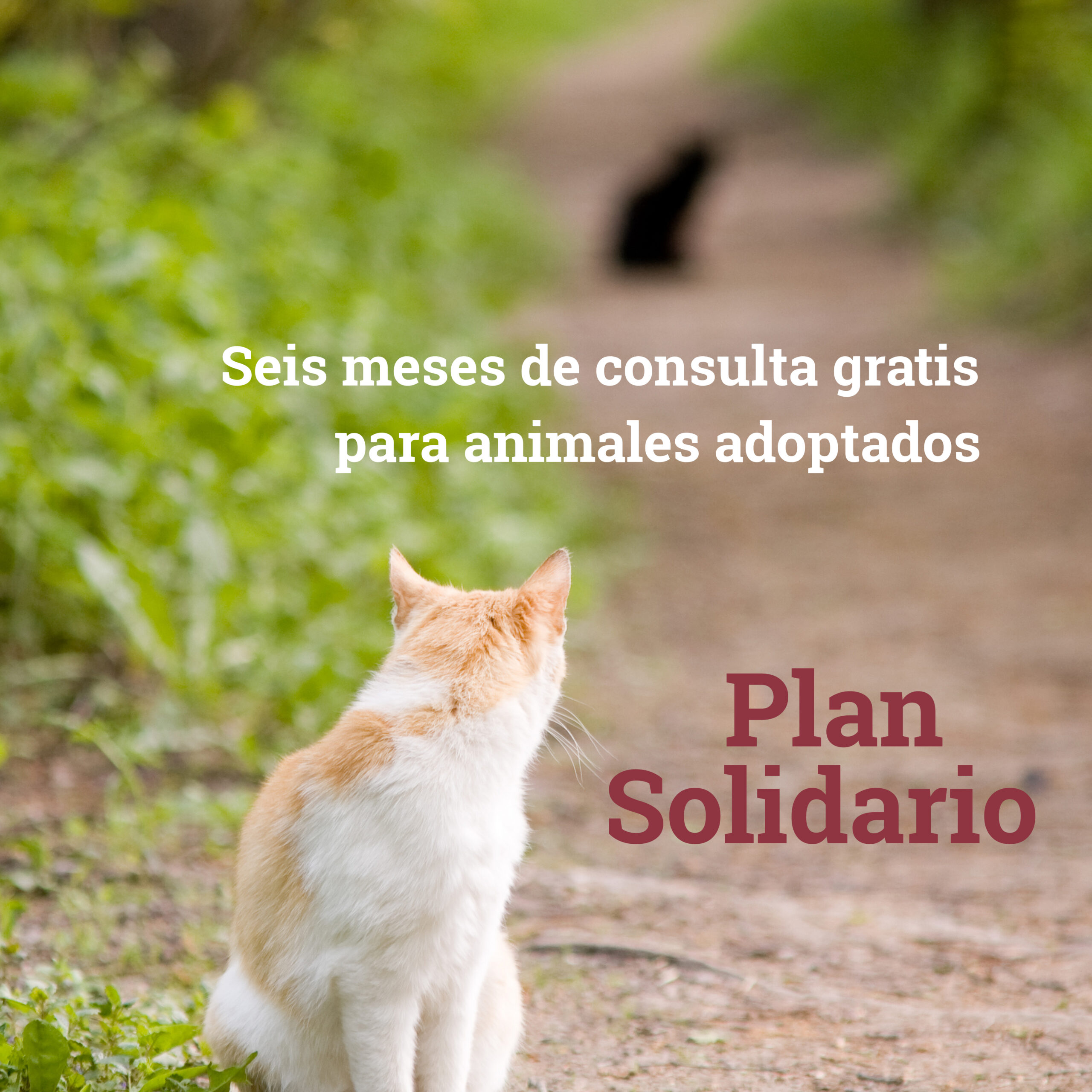 Cartel Plan Solidario Foto Cartel Plan Solidario