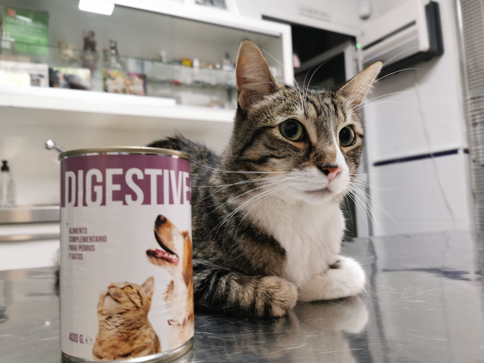 Foto de gato con envase de comida