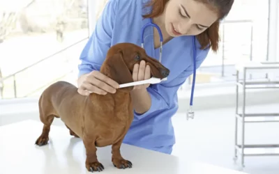 La Importancia de la Higiene Dental en Perros