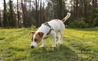 ¿Es sano que mi perro coma hierba?