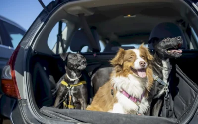 Documentación para viajar con mascotas