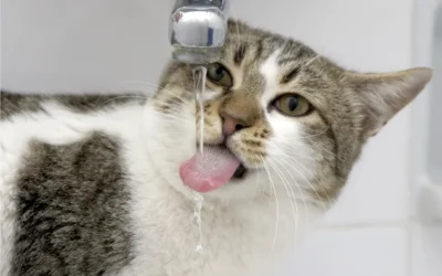 ¿Cómo saber si tu gato está bebiendo más agua de lo habitual?