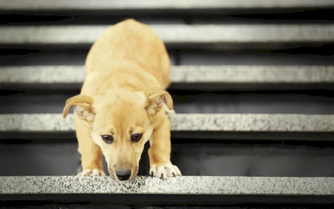 Osteoartritis canina