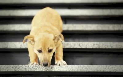 Osteoartritis en perros: cómo detectarla y cuidar a tu mascota