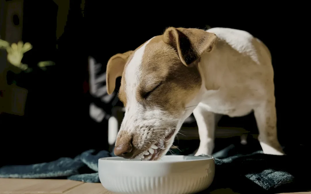 Alimentación natural para mascotas: mitos y realidades