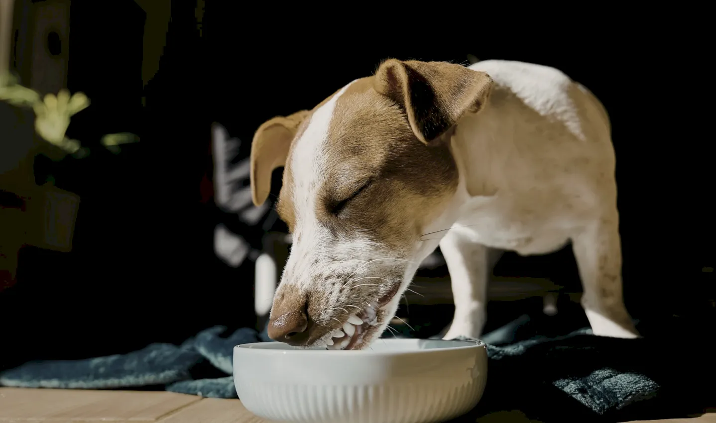 alimentación natural canina