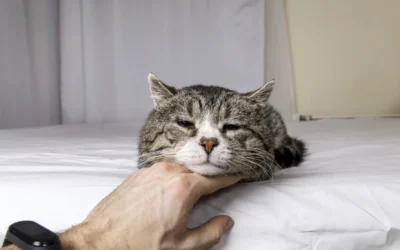 ¿Sufre dolor mi gato? Cómo identificarlo y actuar a tiempo