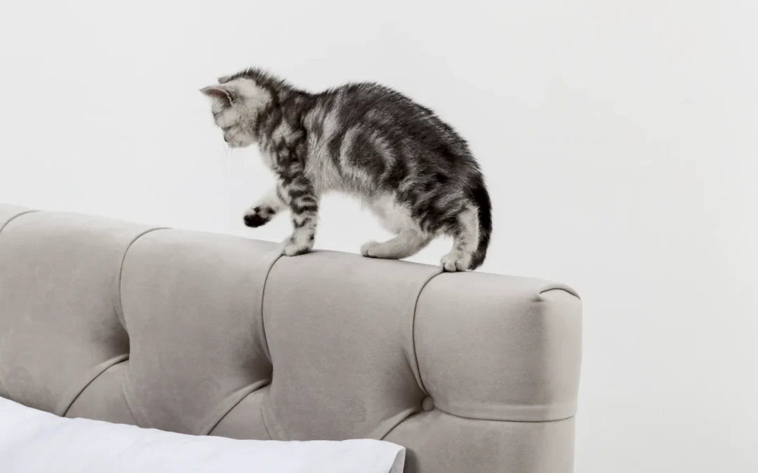 evita que tu gato arañe los muebles