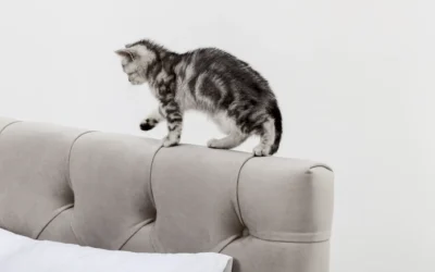 Cómo evitar que tu gato arañe los muebles: soluciones prácticas y respetuosas