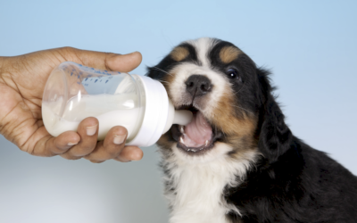 Alimentación de cachorros: guía completa para un crecimiento sano
