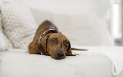 Cómo acostumbrar a un perro a quedarse solo en casa