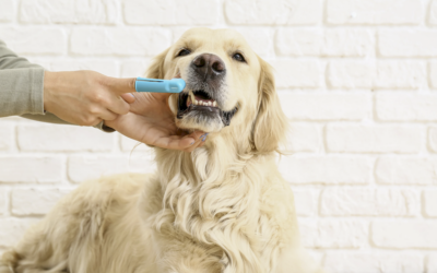 Higiene bucodental en perros y gatos: cómo cuidar sus dientes y encías